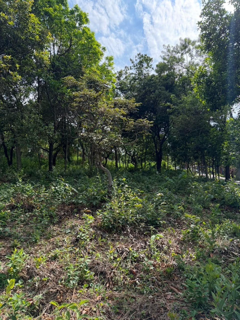 Foto 7